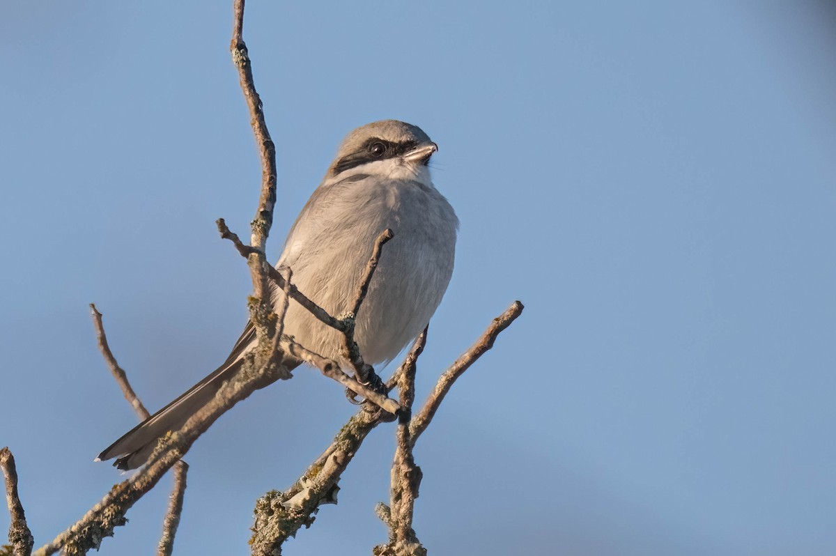 Loggerhead Shrike - ML645668970