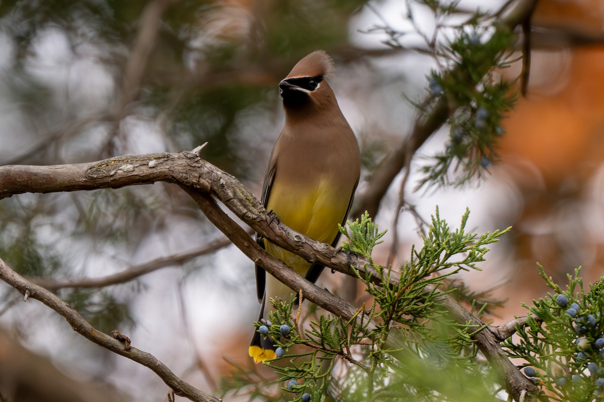 Jaseur d'Amérique - ML645668977