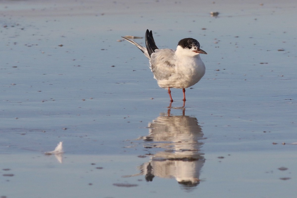 Common Tern - ML645668979