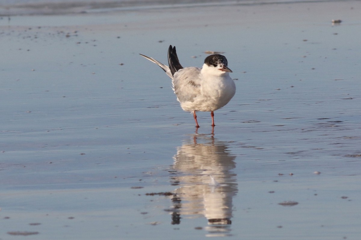 Common Tern - ML645668980