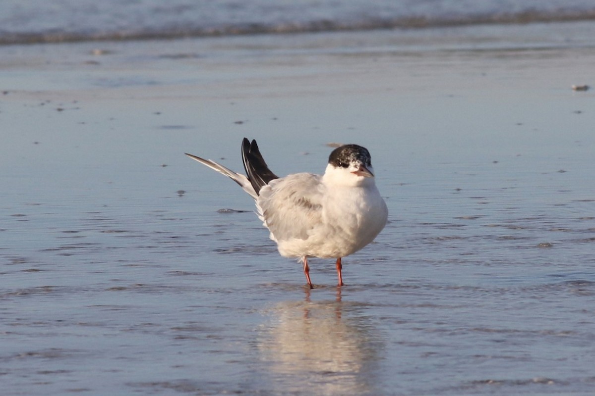 Common Tern - ML645668981