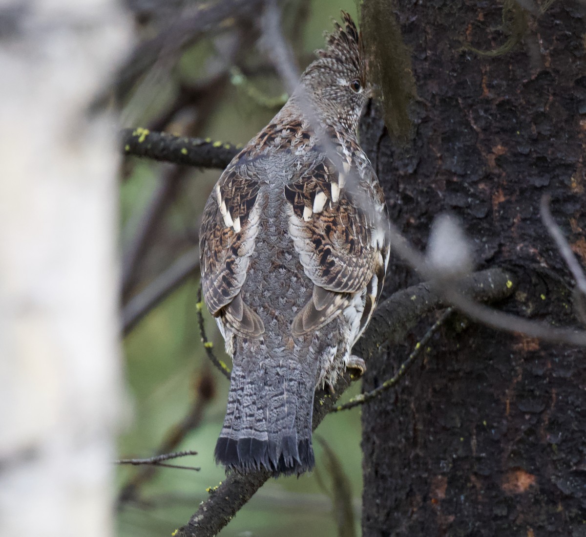 jeřábek kanadský - ML645668983