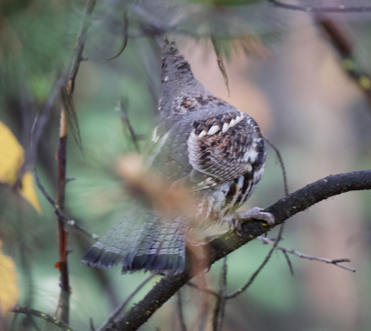 jeřábek kanadský - ML645668984