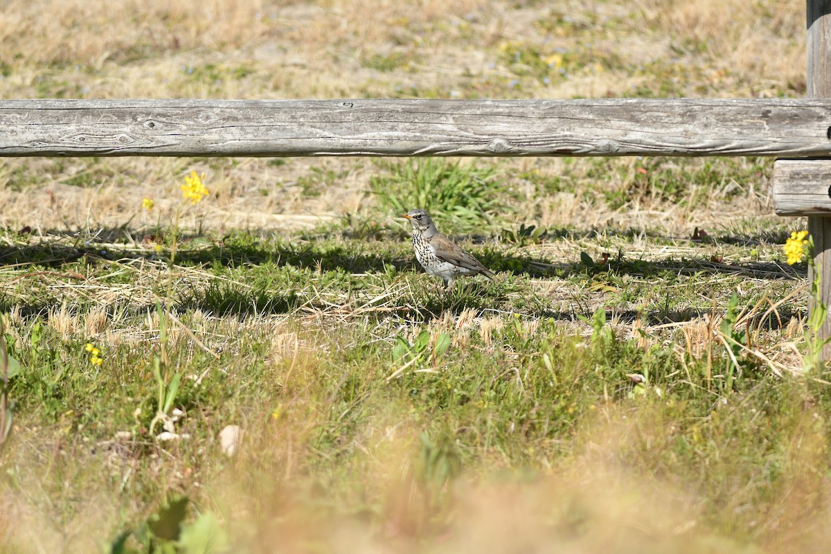 Fieldfare - ML645668991