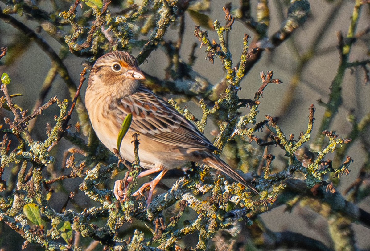 Grasshopper Sparrow - ML645668998