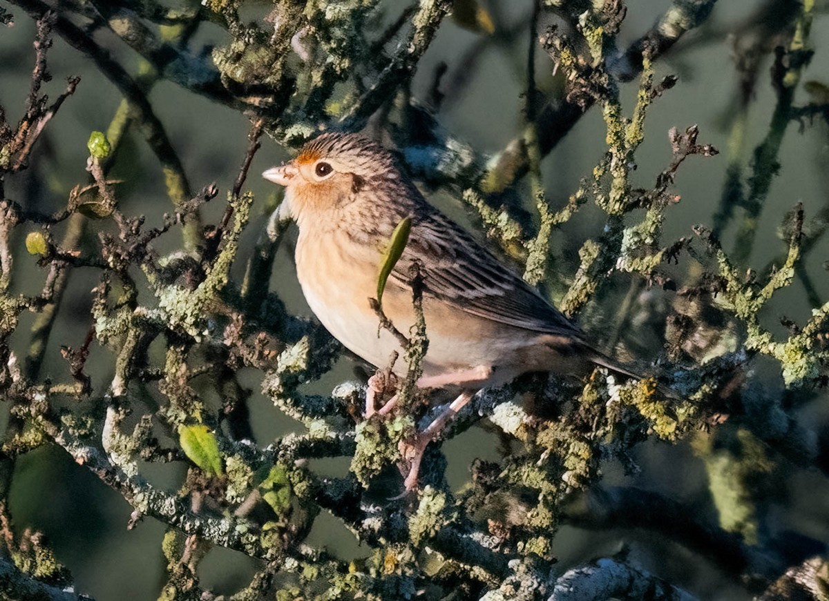 Grasshopper Sparrow - ML645668999
