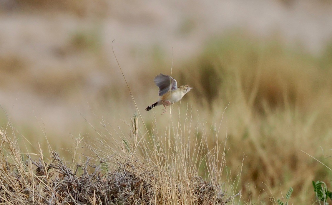 Desert Cisticola - ML645669013