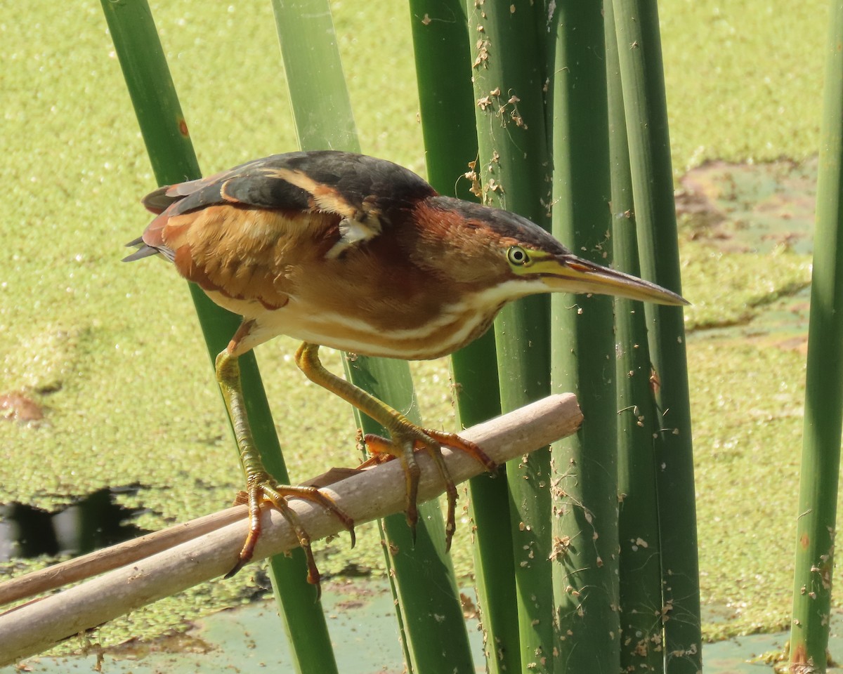 Least Bittern - ML645669018
