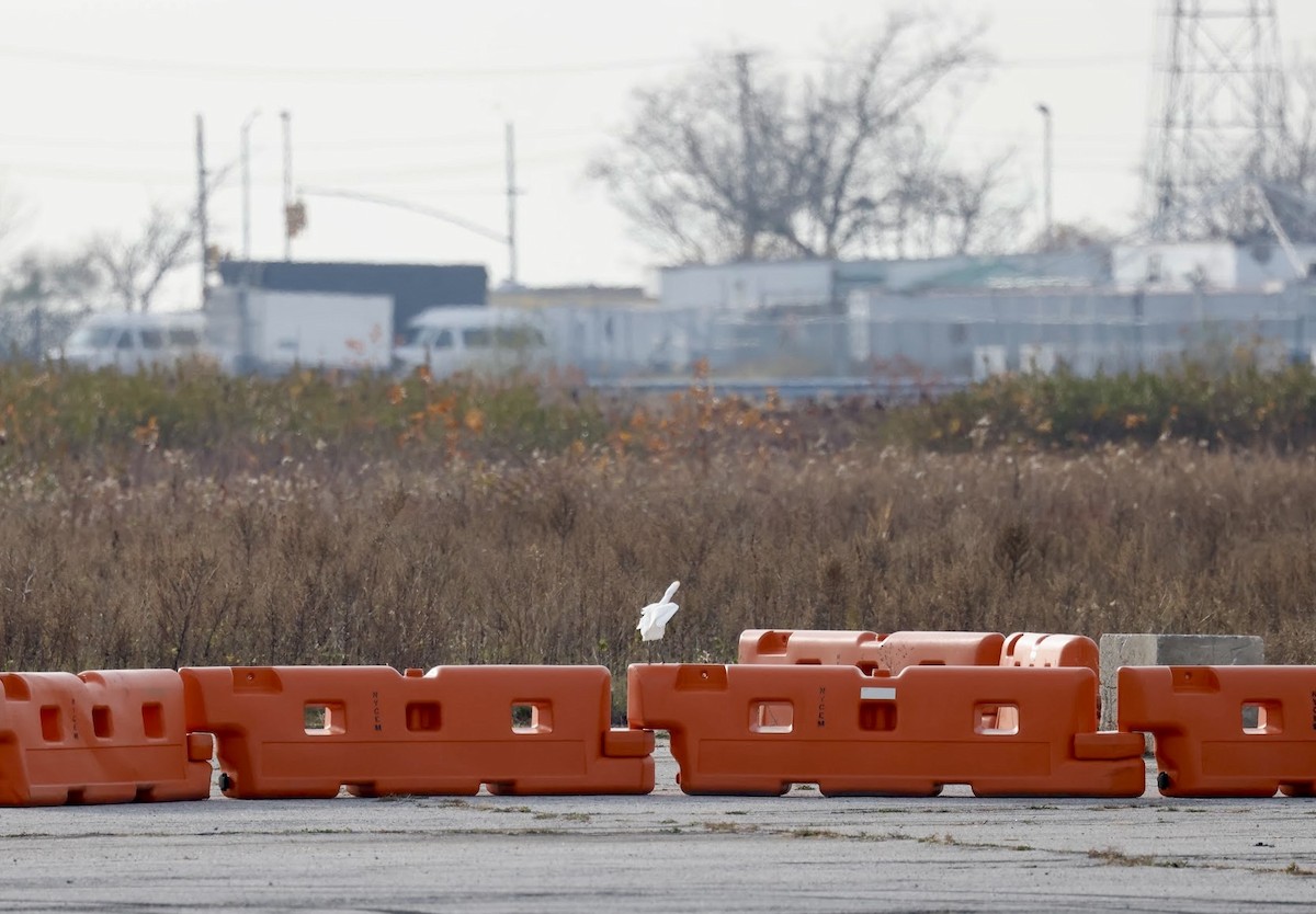 Western Cattle-Egret - ML645669019
