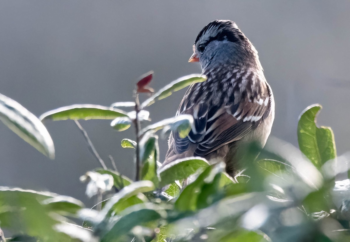 White-crowned Sparrow - ML645669024