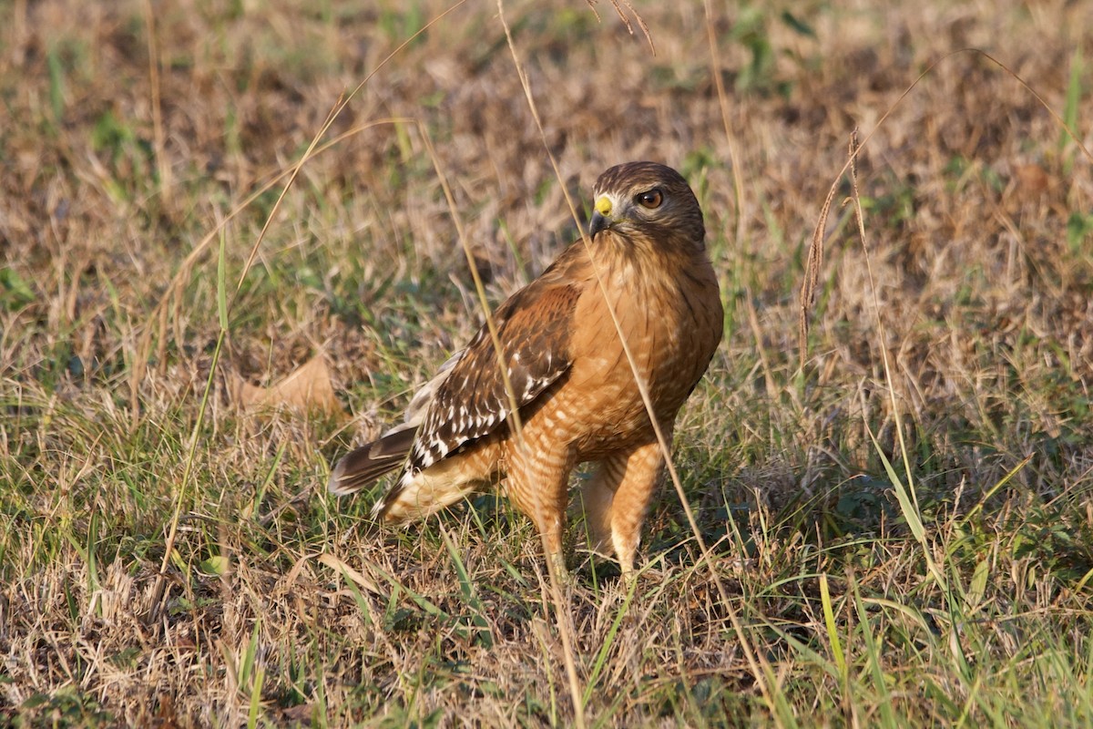 Red-shouldered Hawk - ML645669029