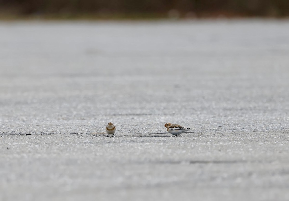 Snow Bunting - ML645669030