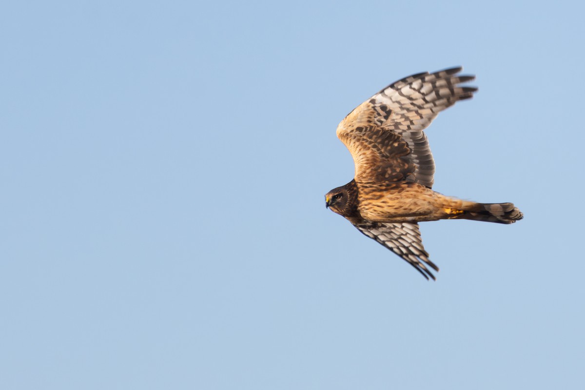 Northern Harrier - ML645669034
