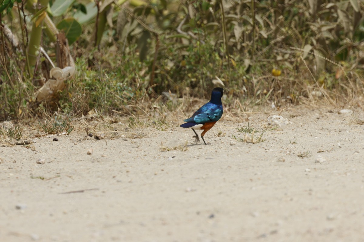 Superb Starling - ML645669035