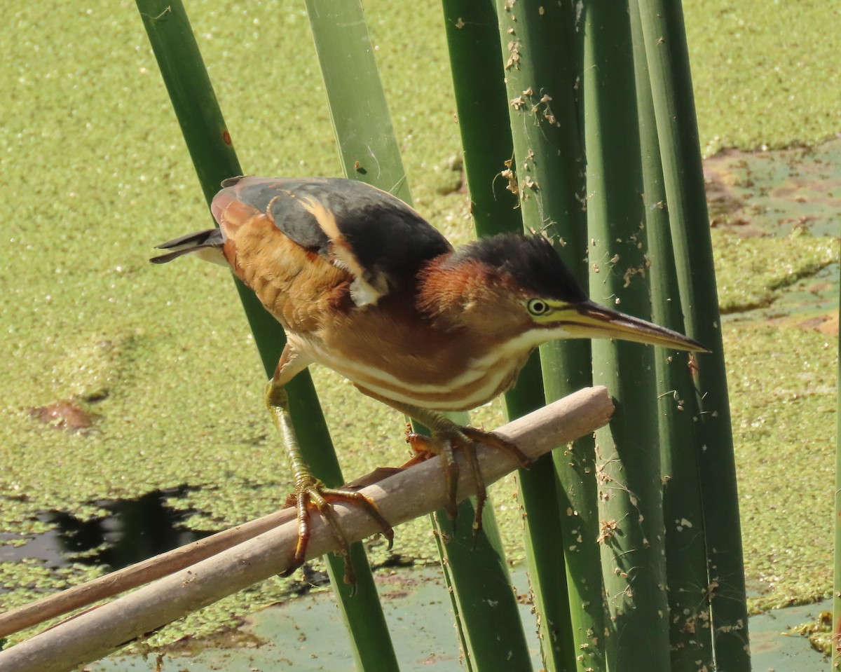 Least Bittern - ML645669036