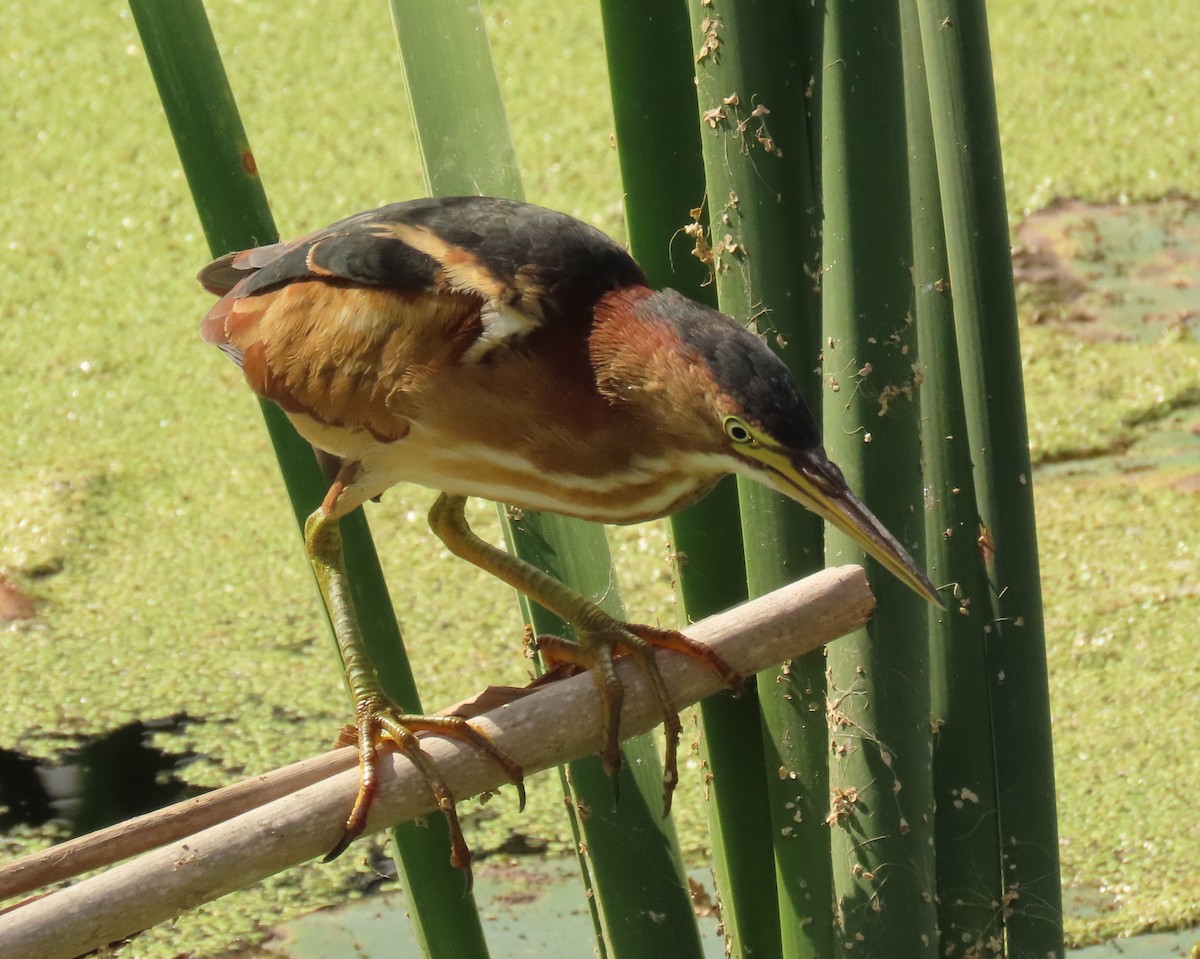 Least Bittern - ML645669037