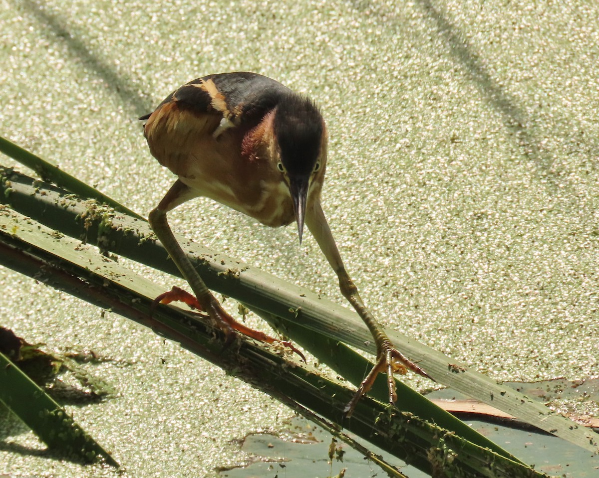 Least Bittern - ML645669038