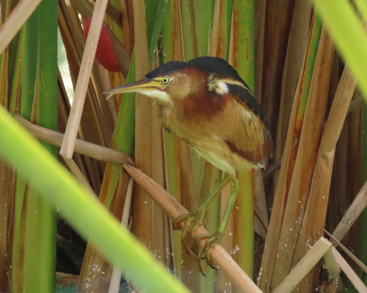 Least Bittern - ML645669039