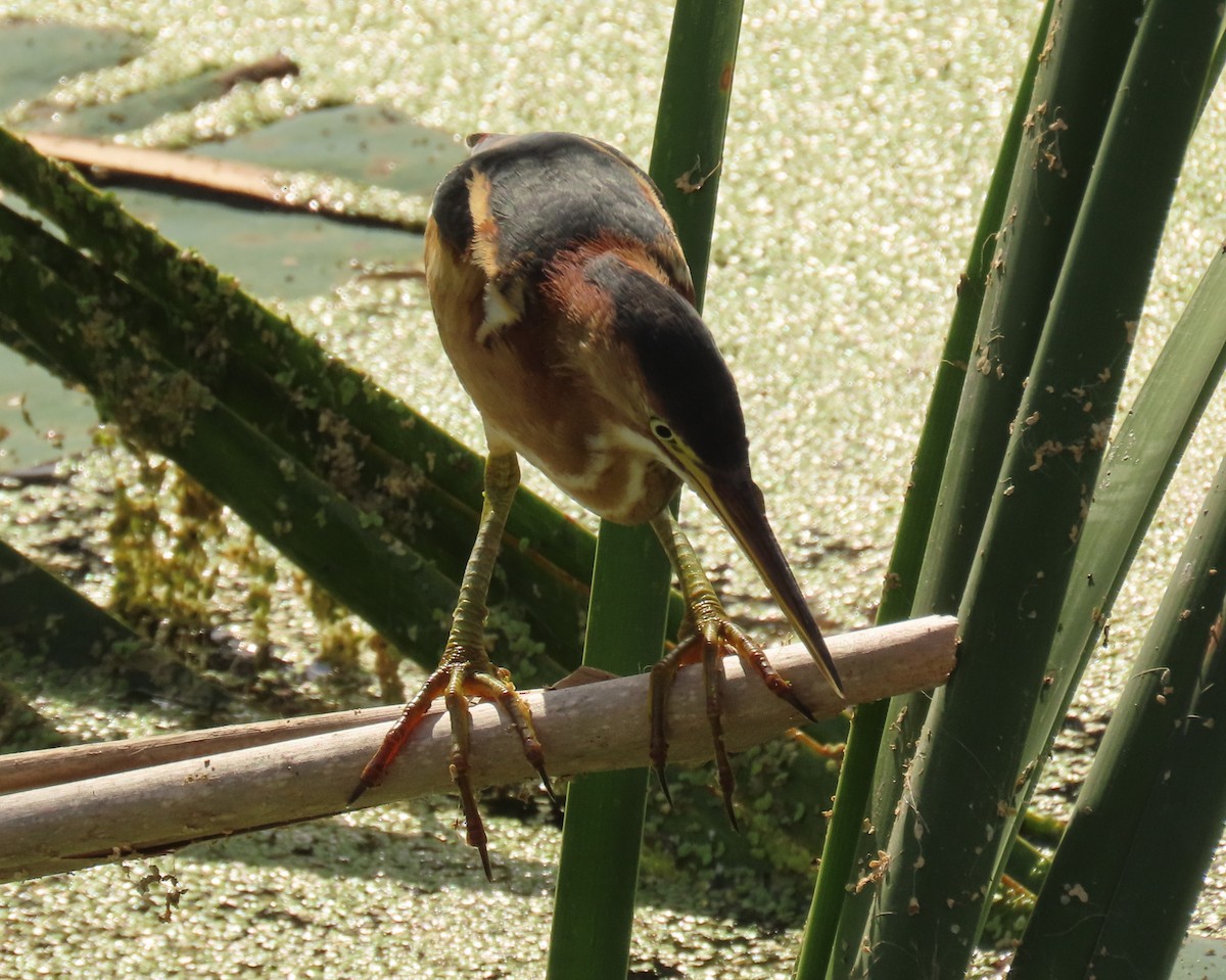 Least Bittern - ML645669040