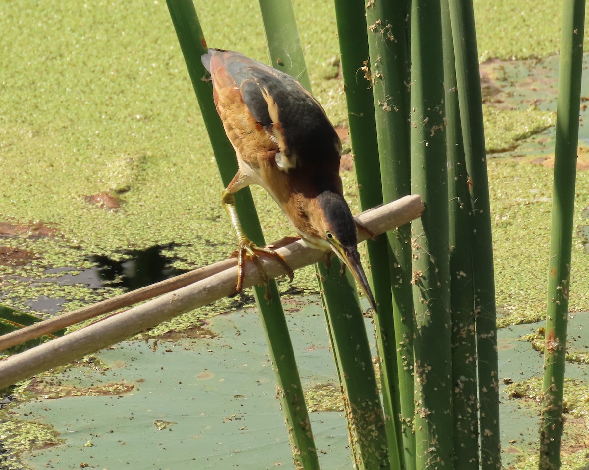 Least Bittern - ML645669041