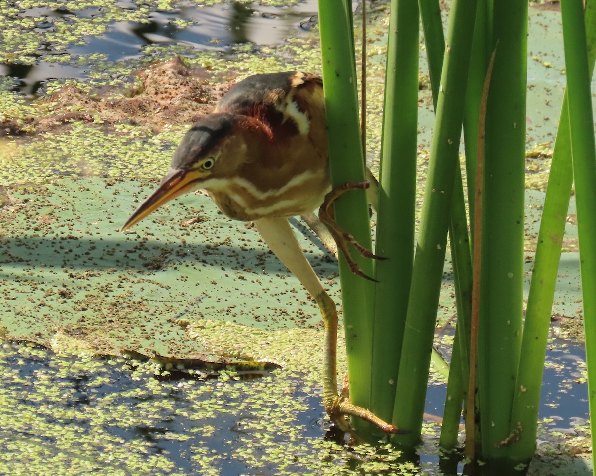 Least Bittern - ML645669043