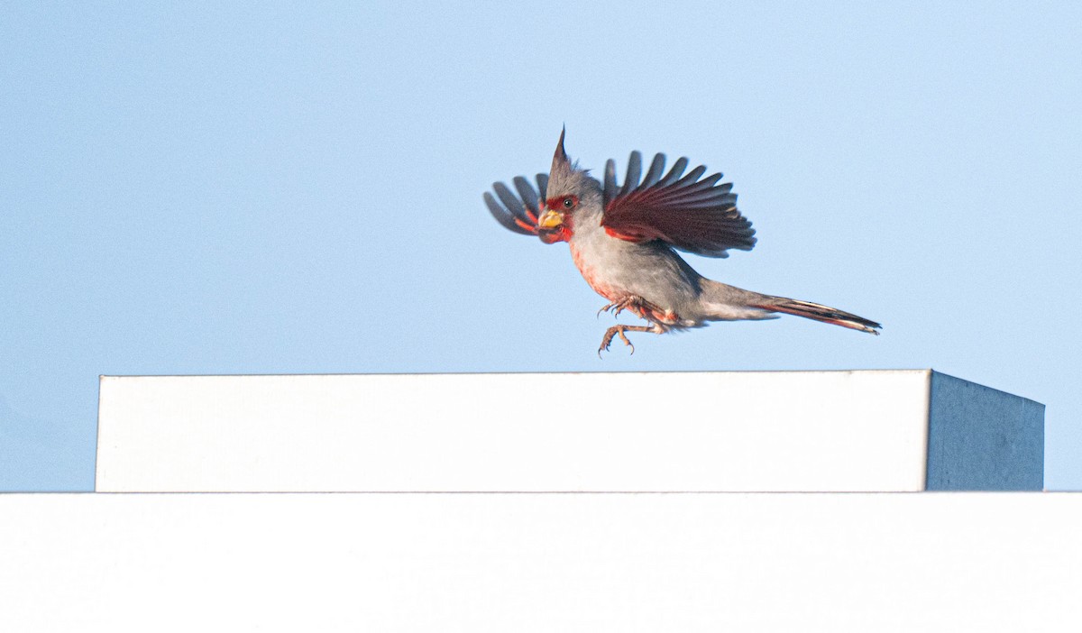 Pyrrhuloxia - ML645669044