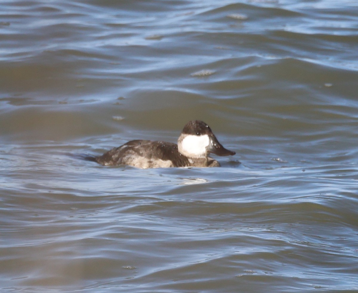 Ruddy Duck - ML645669045