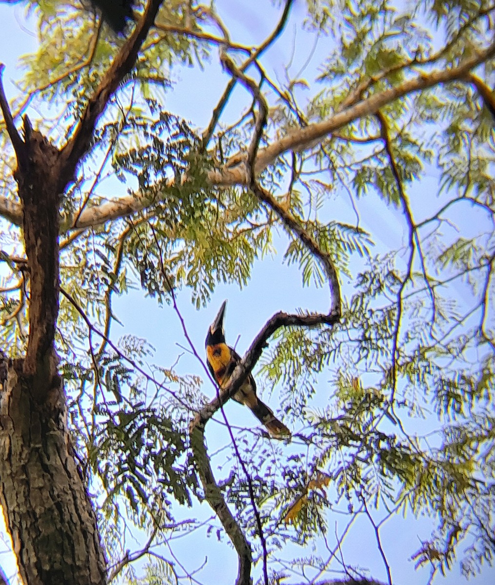 Collared Aracari - ML645669049