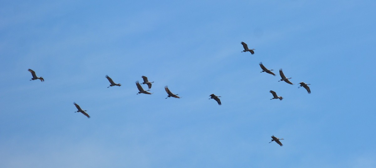 jeřáb kanadský - ML645669050