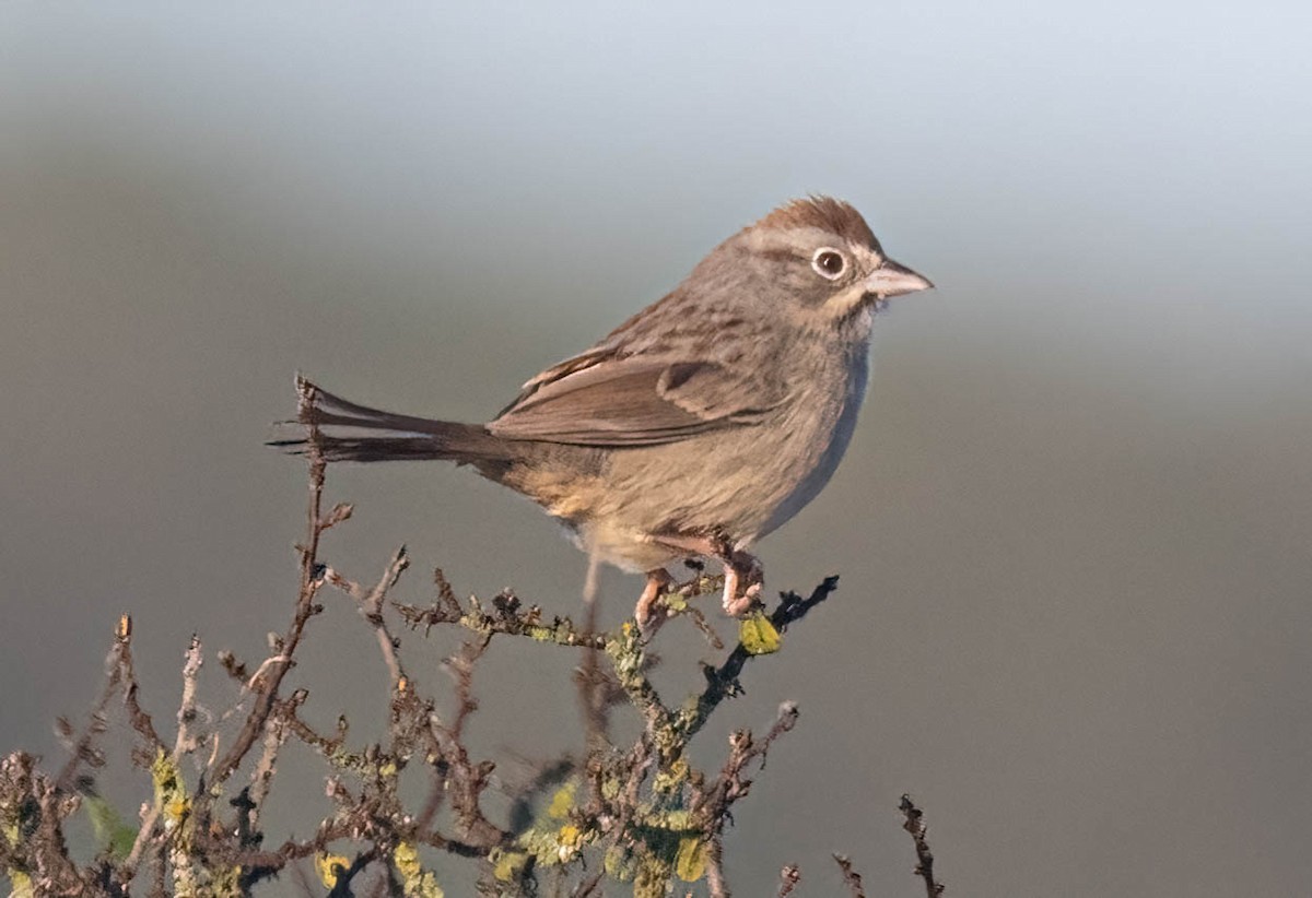 Rufous-crowned Sparrow - ML645669052