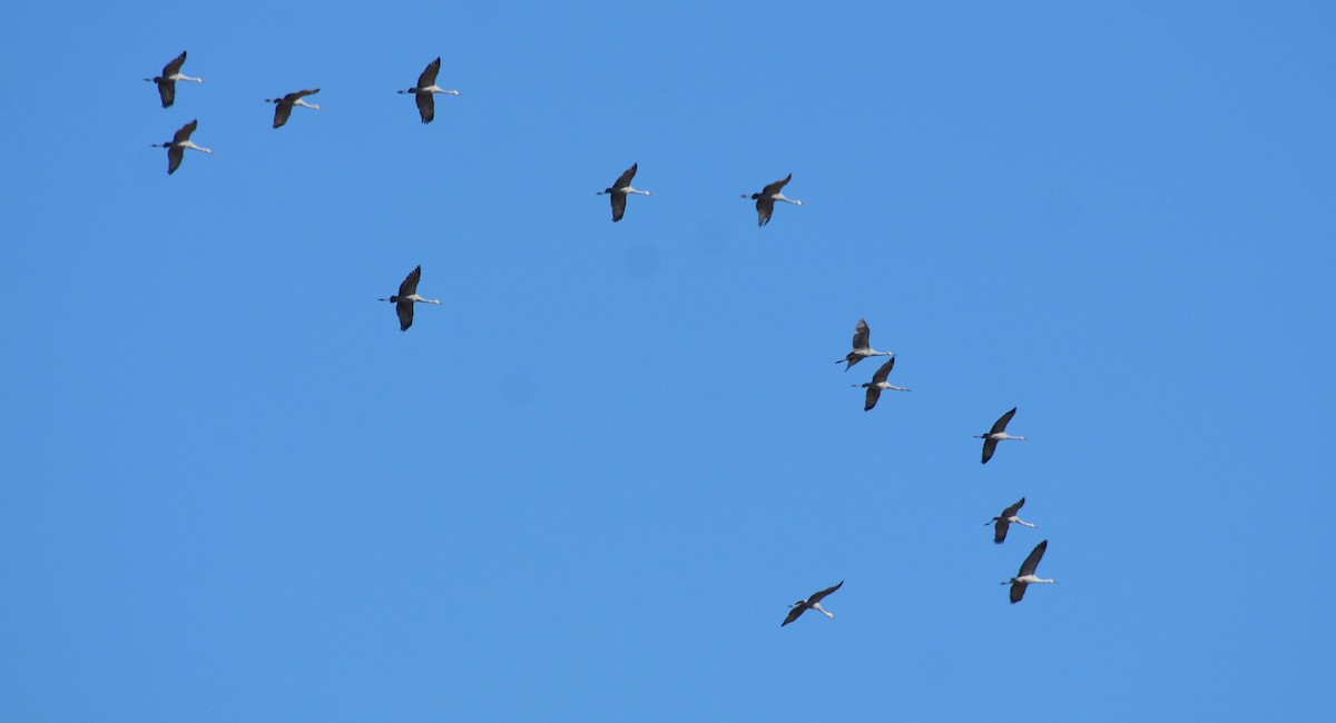 jeřáb kanadský - ML645669053