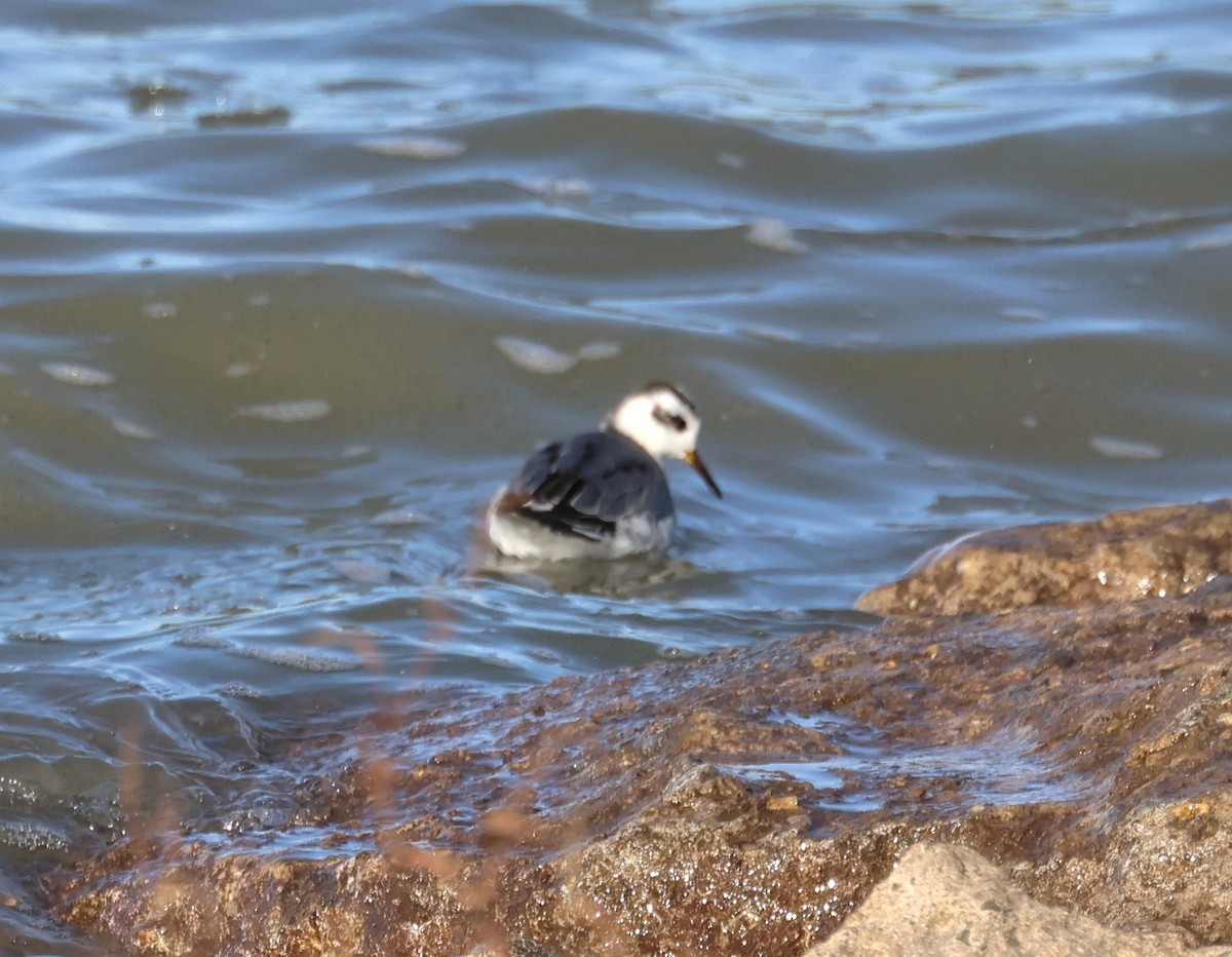 Red Phalarope - ML645669059