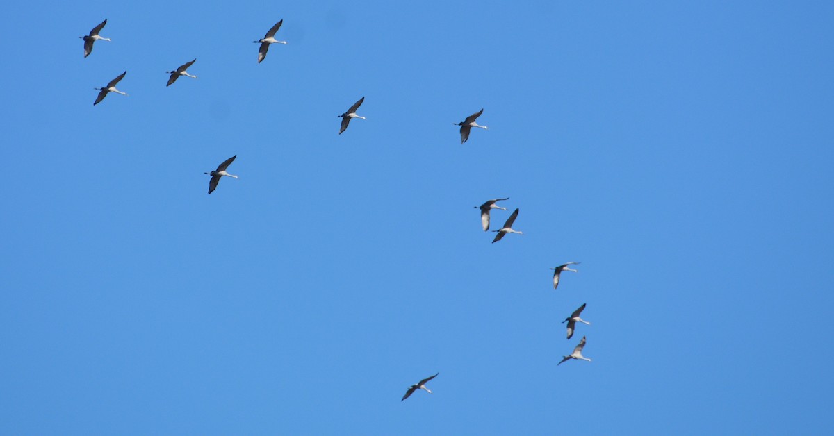 jeřáb kanadský - ML645669060