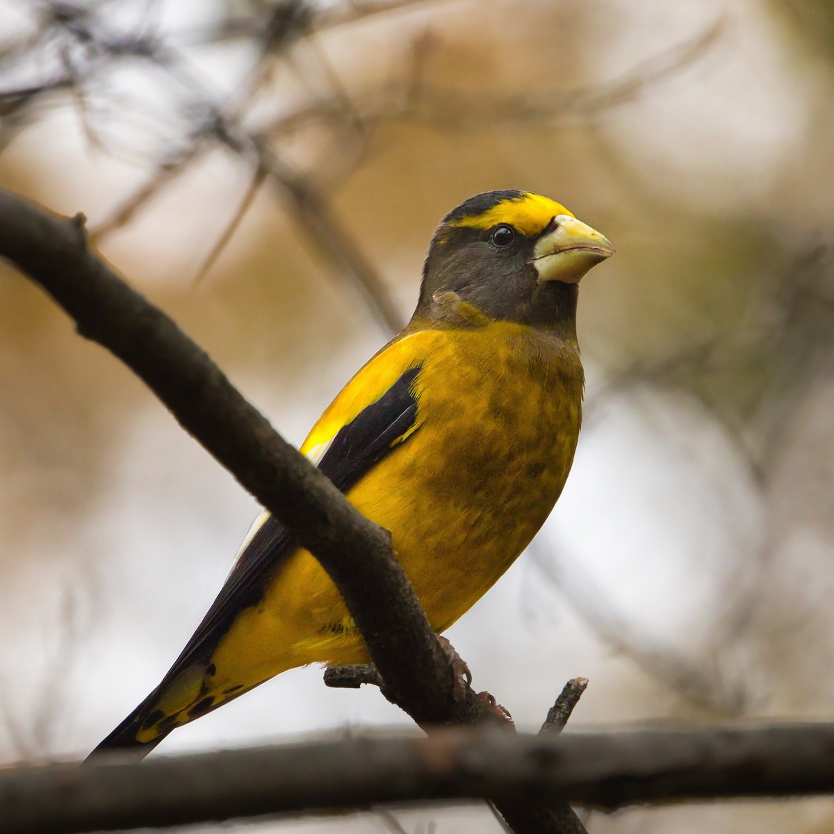 Evening Grosbeak - ML645669062