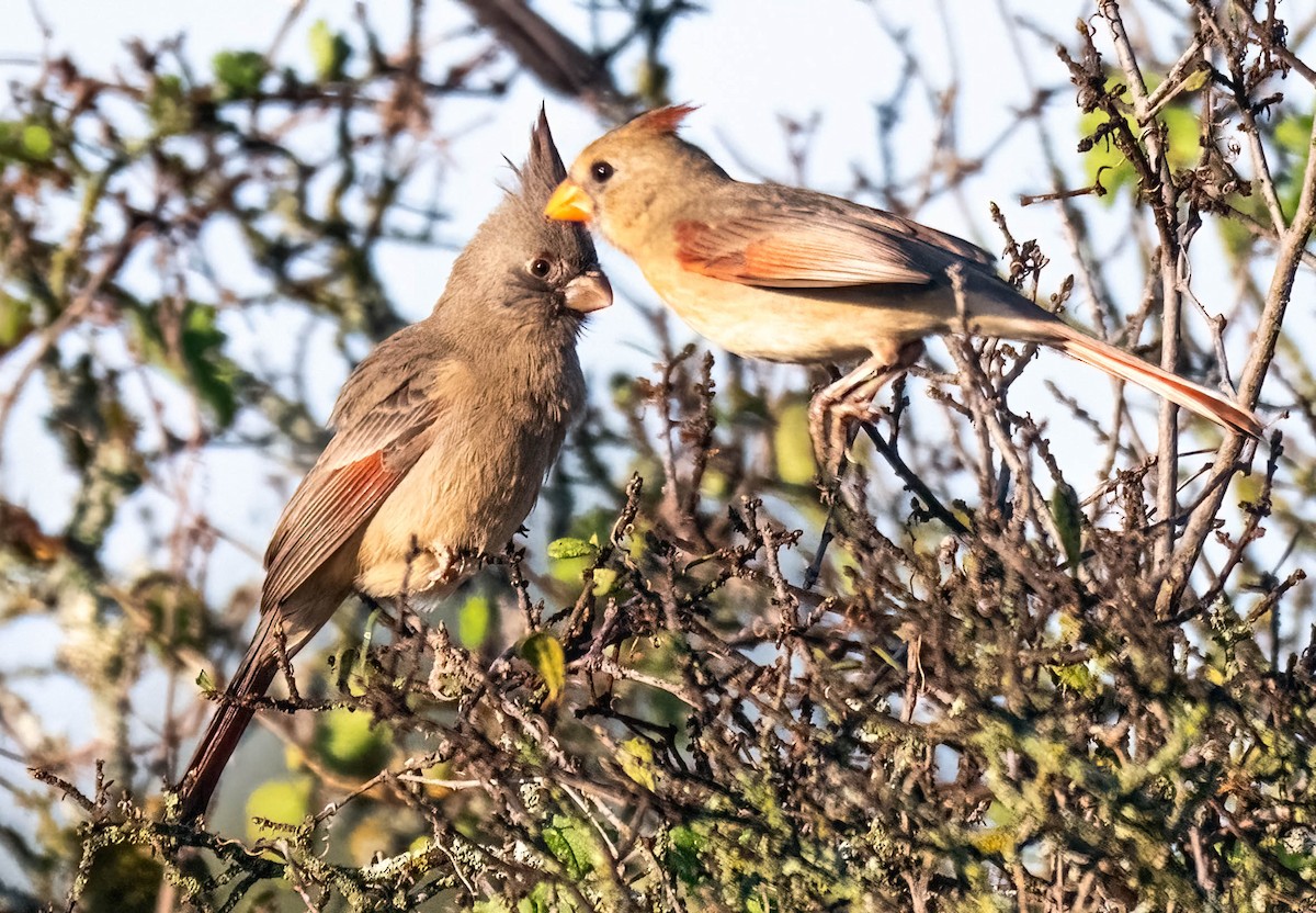 Pyrrhuloxia - ML645669064