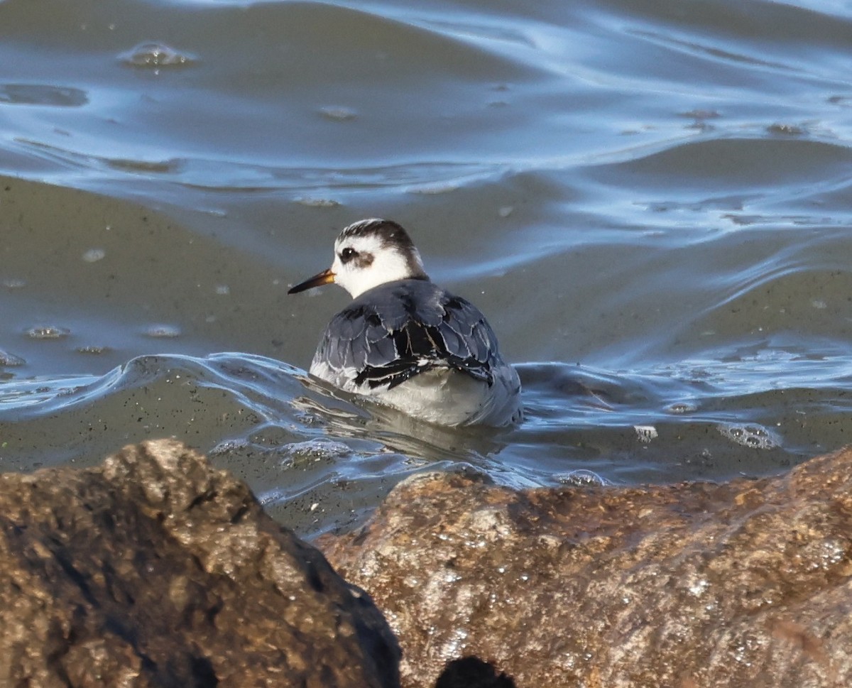 Red Phalarope - ML645669068