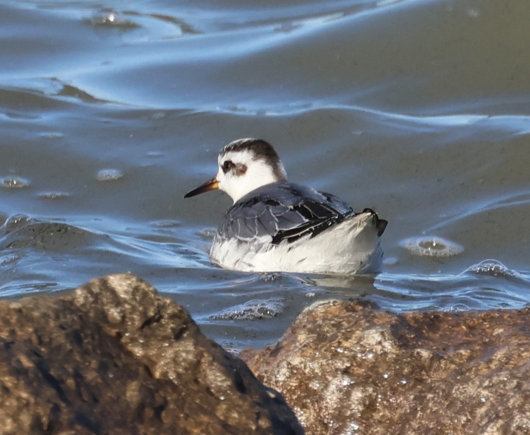 Red Phalarope - ML645669074