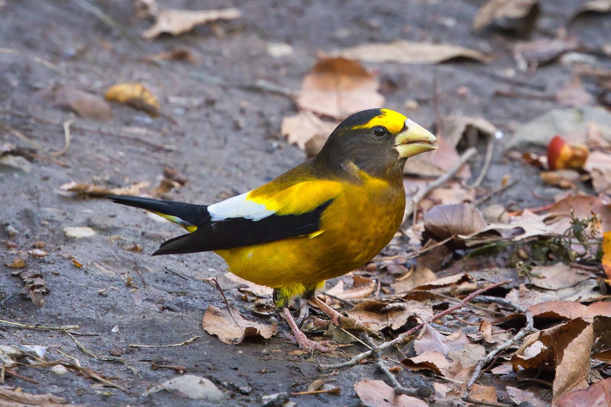 Evening Grosbeak - ML645669082