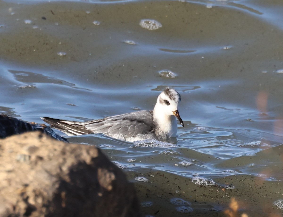 Red Phalarope - ML645669083