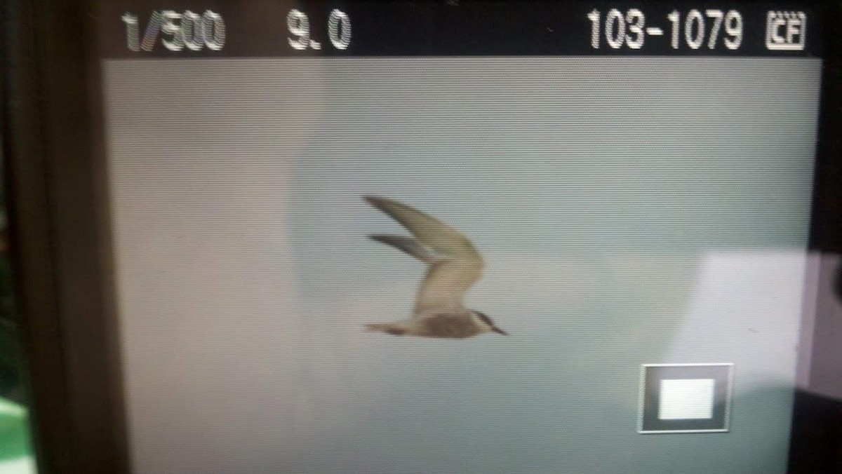 rybák bahenní - ML645669084