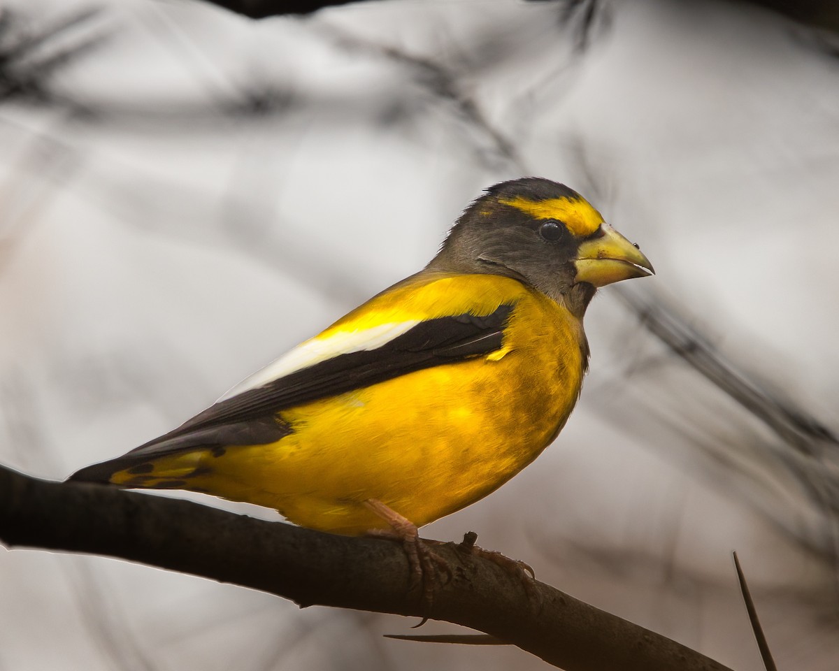 Evening Grosbeak - ML645669086