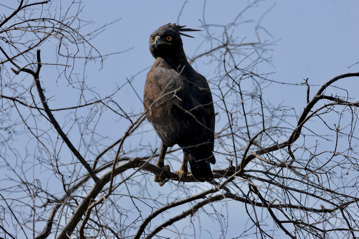 Long-crested Eagle - ML645669088