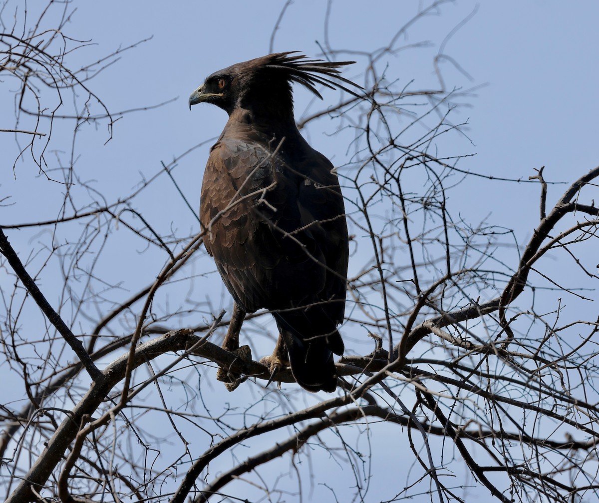 Long-crested Eagle - ML645669089
