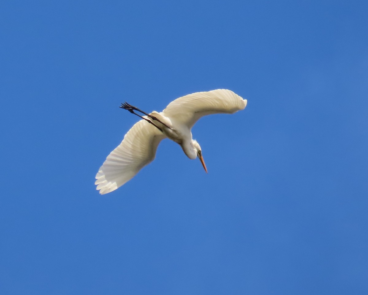 Great Egret - ML645669101