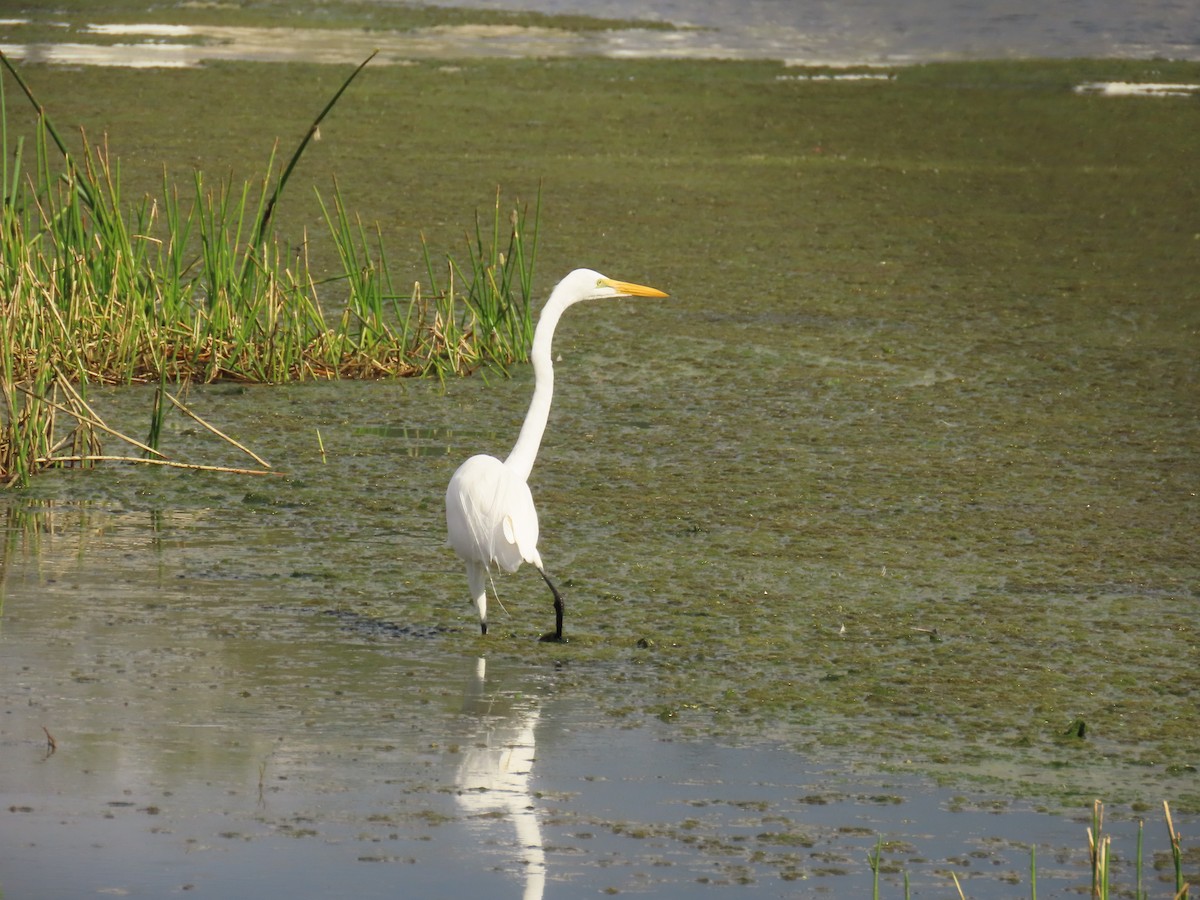 Great Egret - ML645669103