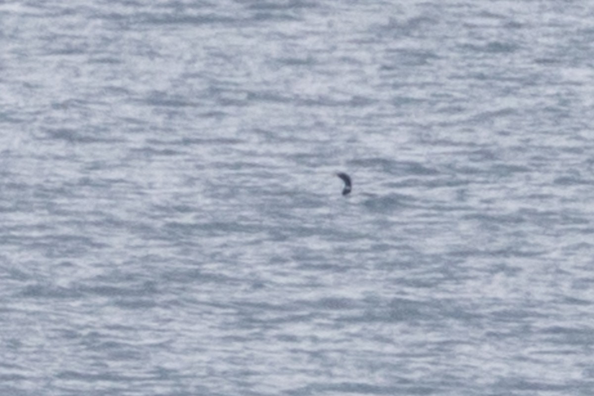 Yellow-billed Loon - ML645669135