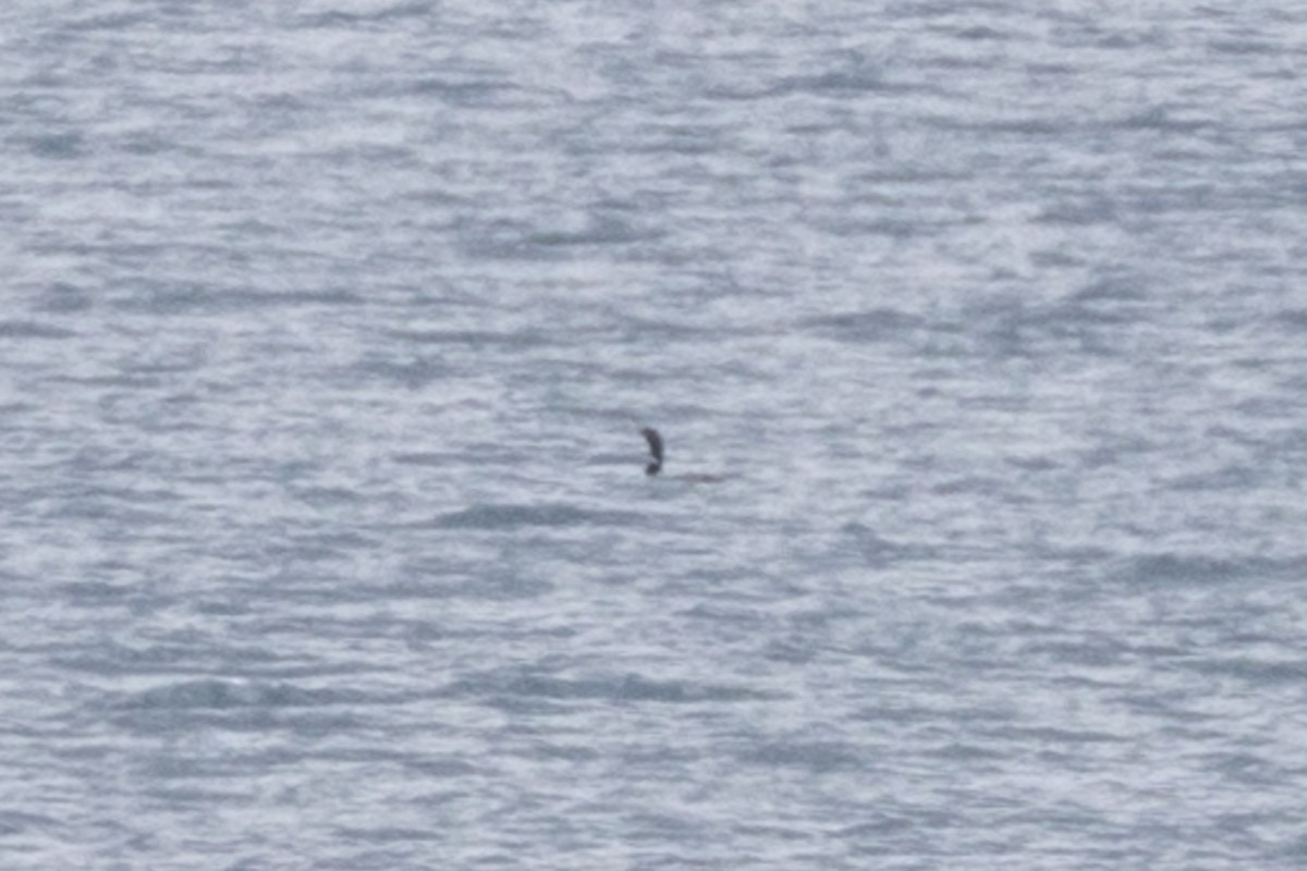 Yellow-billed Loon - ML645669137