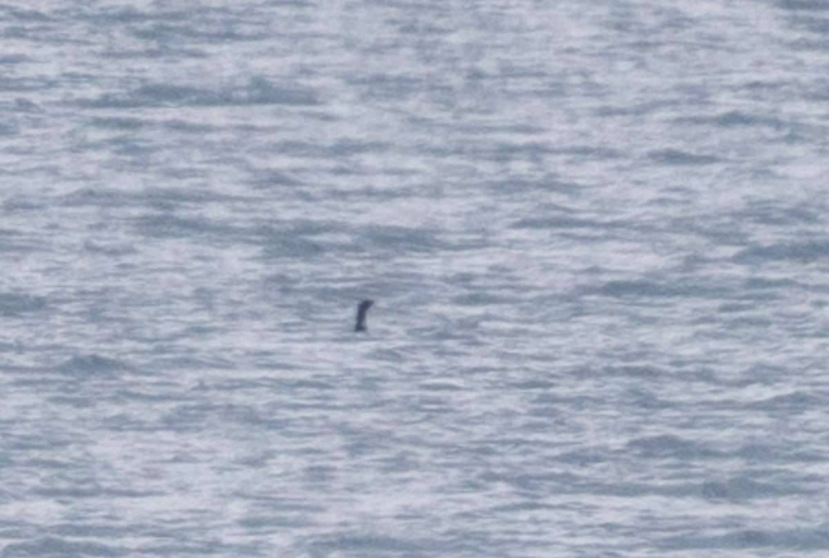 Yellow-billed Loon - ML645669138