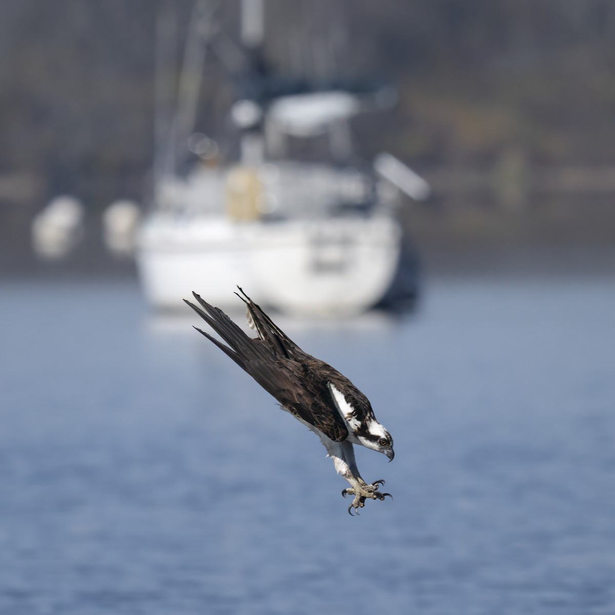 Osprey - ML645669144