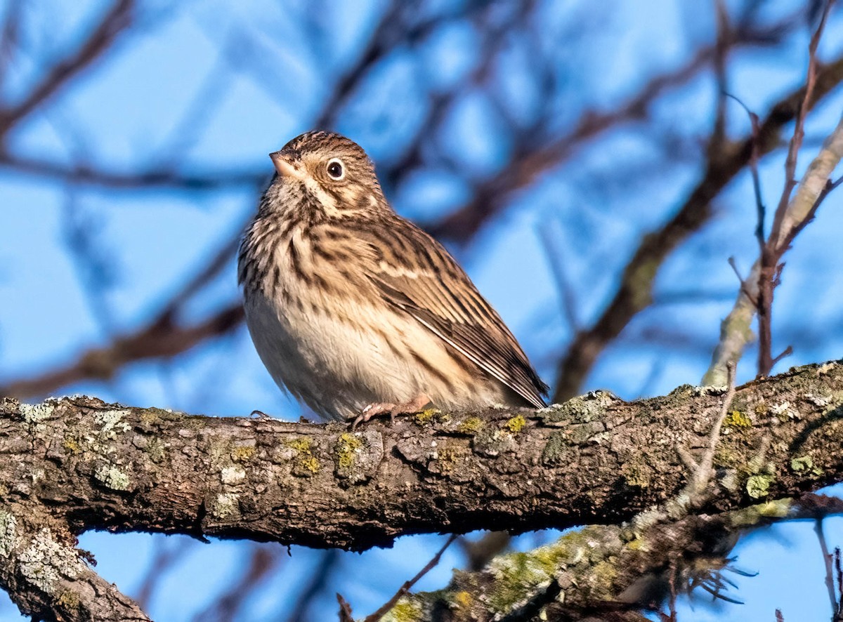 Vesper Sparrow - ML645669151